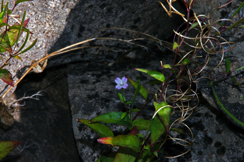 Epilobium montanum